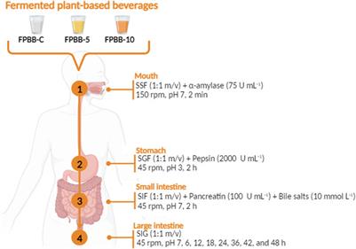 Fermented plant-based beverage supplemented with uvaia (Eugenia pyriformis) pulp: an innovative and pioneering approach to diversify plant-based diet product market